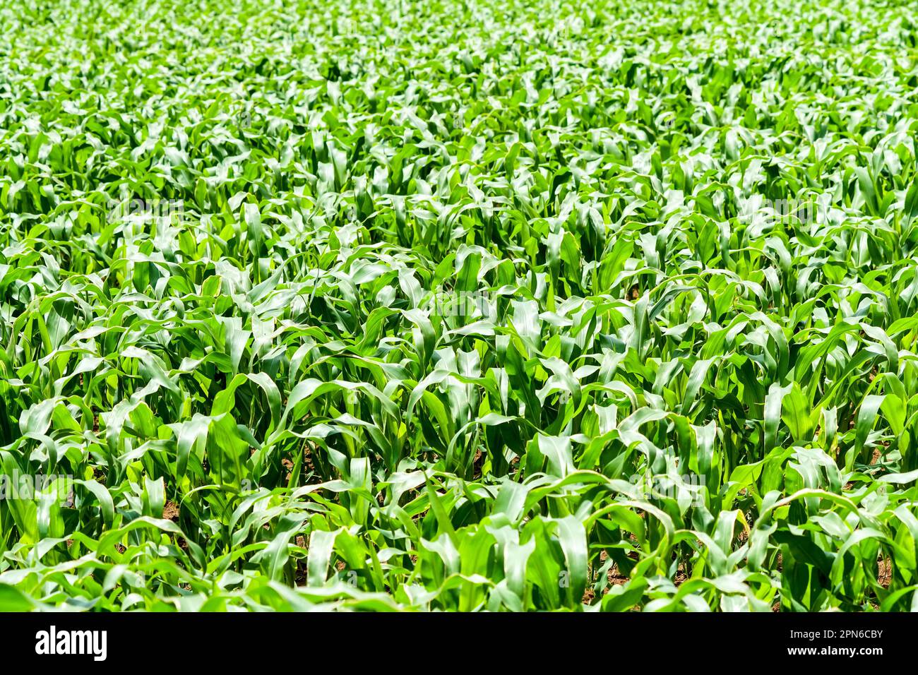 corn, maize, mielie crop closeup of the leaves on the plant in a farm concept agriculture and farming abstract background or wallpaper Stock Photo