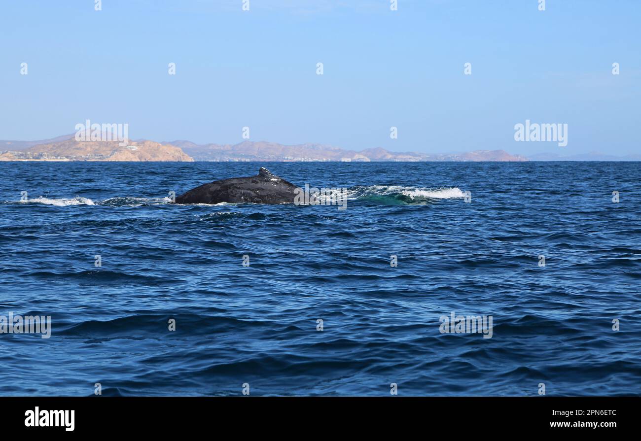 Whale's back - Mexico Stock Photo