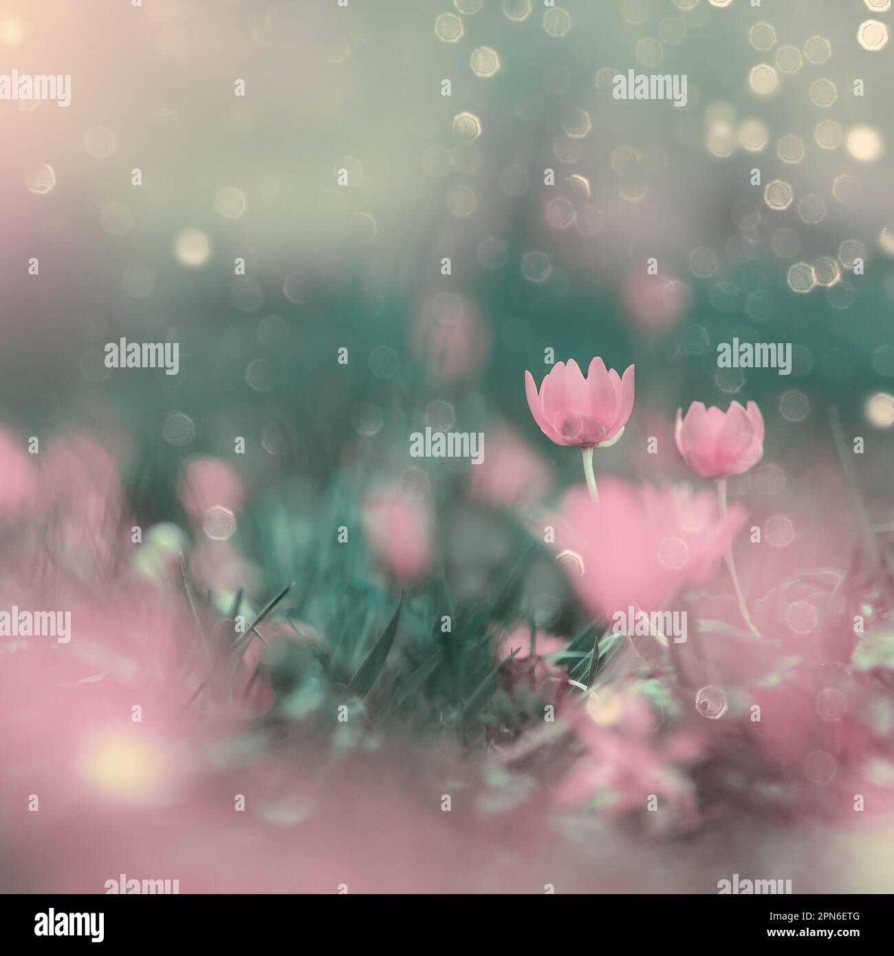 Fairy floral nature background with pink flowers and bokeh Stock Photo