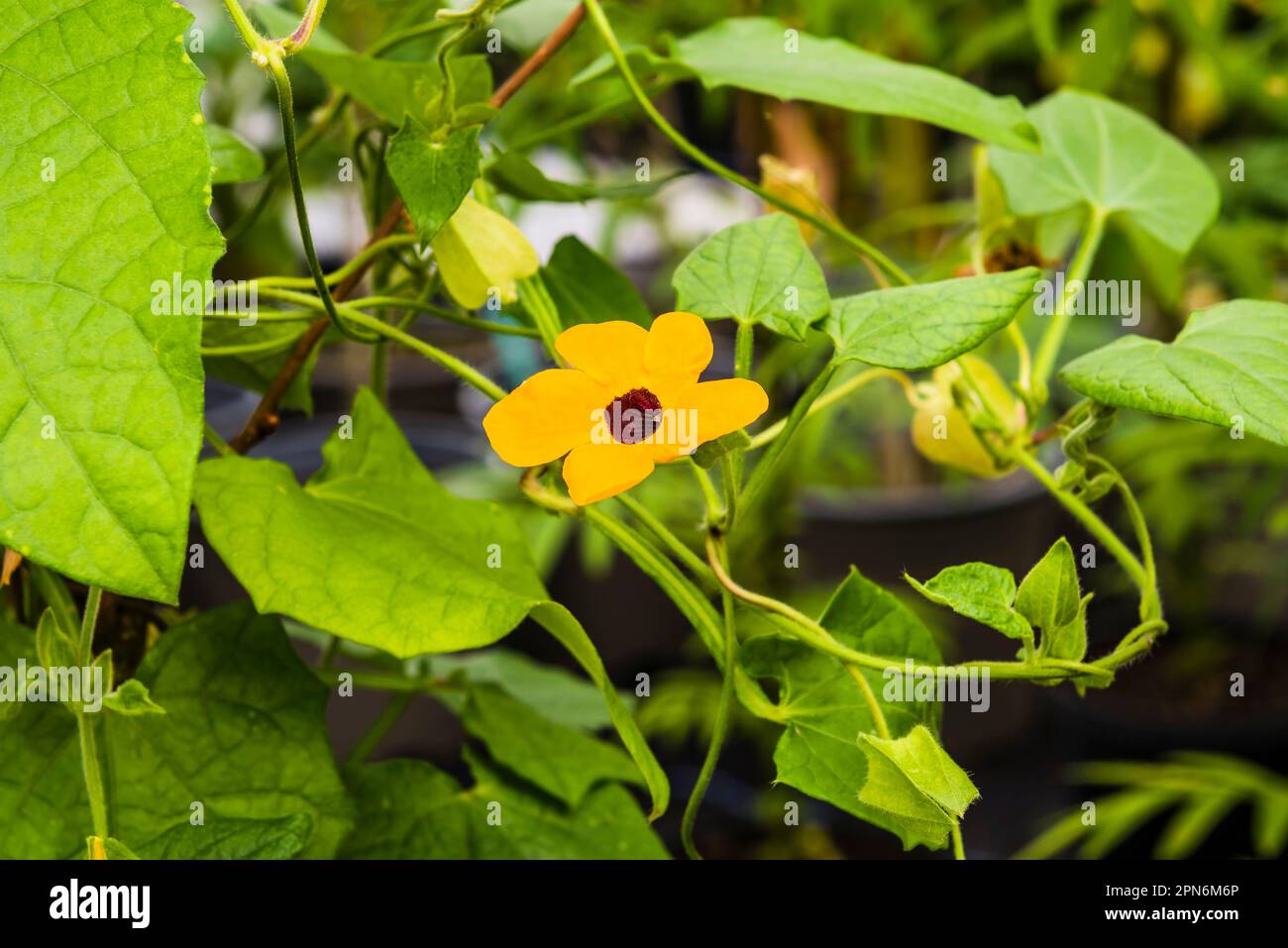 Thunbergia alata growing in the nursery of the Eden Project, St Austell, Cornwall, UK Stock Photo