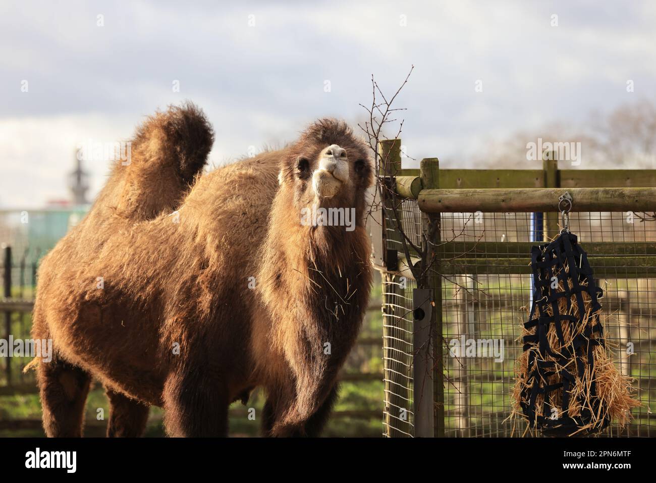 Bactrian camel (Camelus bactrianus) munching on hay at London Zoo, UK Stock Photo