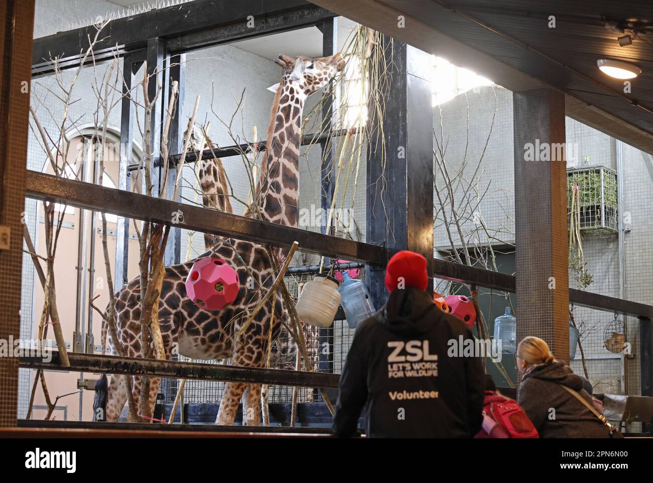 Giraffes feeding in their indoor enclosure, in London Zoo, UK Stock