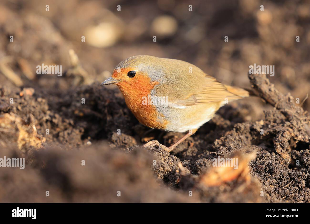 The Robin redbreast (Erithacus rubecula) a British bird that is fiercefully territorial, singing to defend their territory all year round. Stock Photo