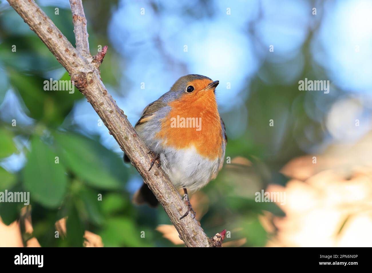 The Robin redbreast (Erithacus rubecula) a British bird that is fiercefully territorial, singing to defend their territory all year round. Stock Photo