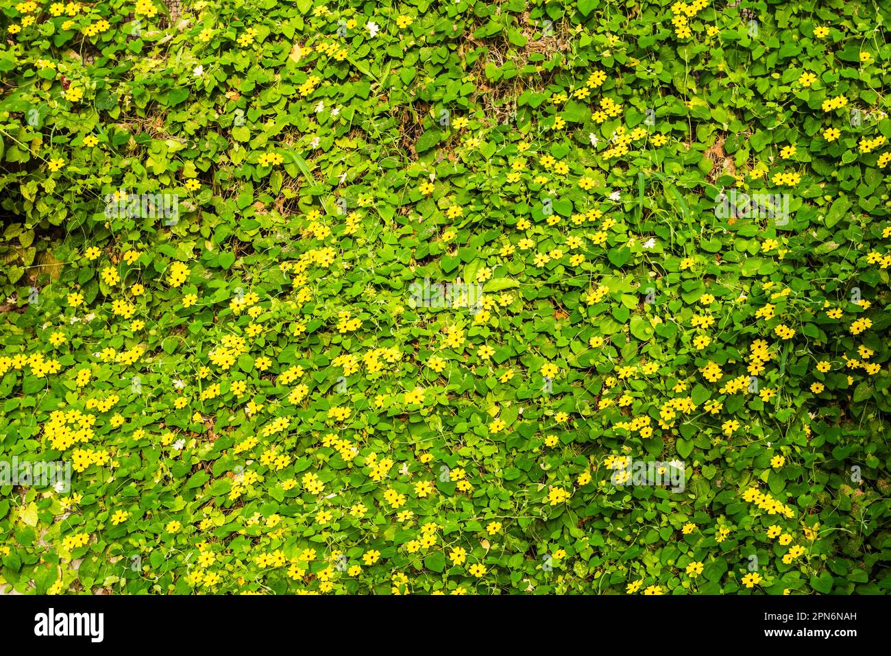 Wall of Thunbergia alata in the Rainforest Biome of the Eden Project, St Austell, Cornwall, UK Stock Photo