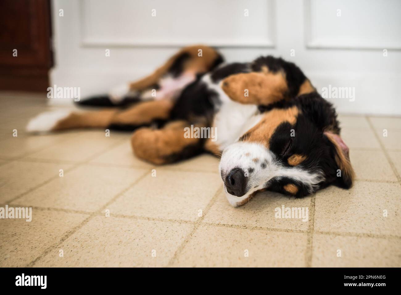 Bernese Mountain Dog puppy laying on back on tile floor Stock Photo Alamy