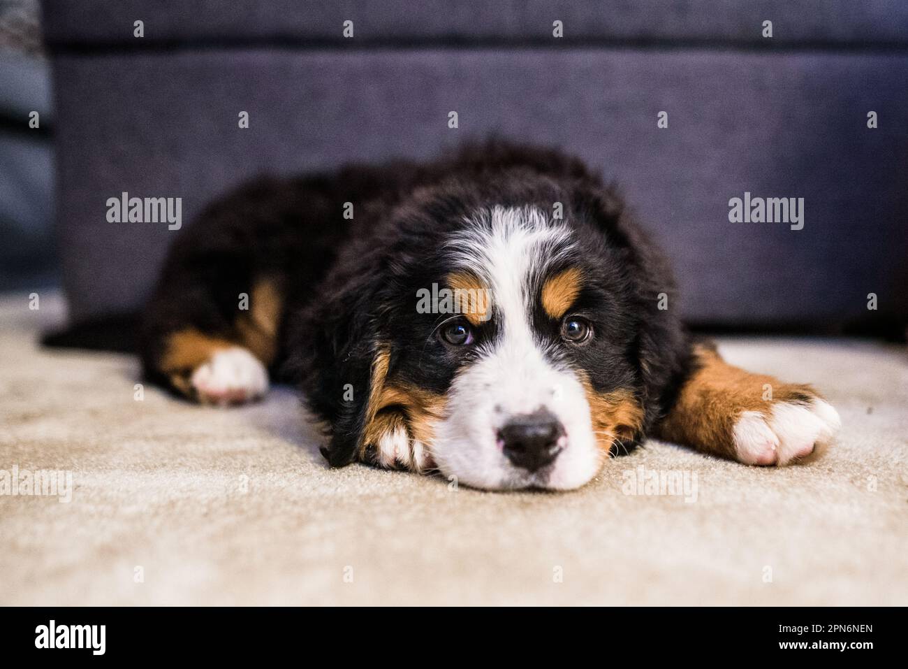 Front portrait of Bernese Mountain Dog puppy laying down on carpet Stock Photo