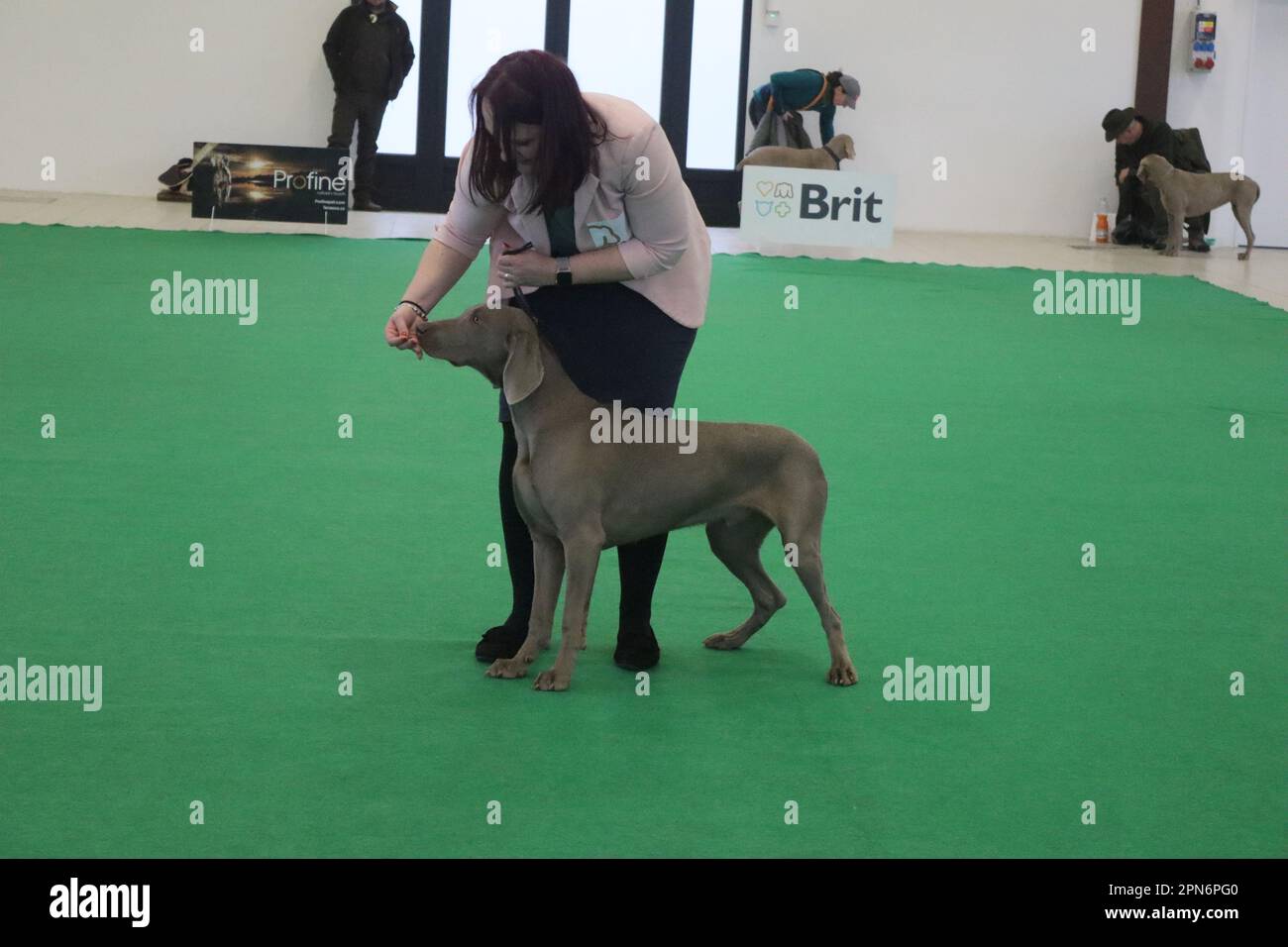 International 2024 dog show