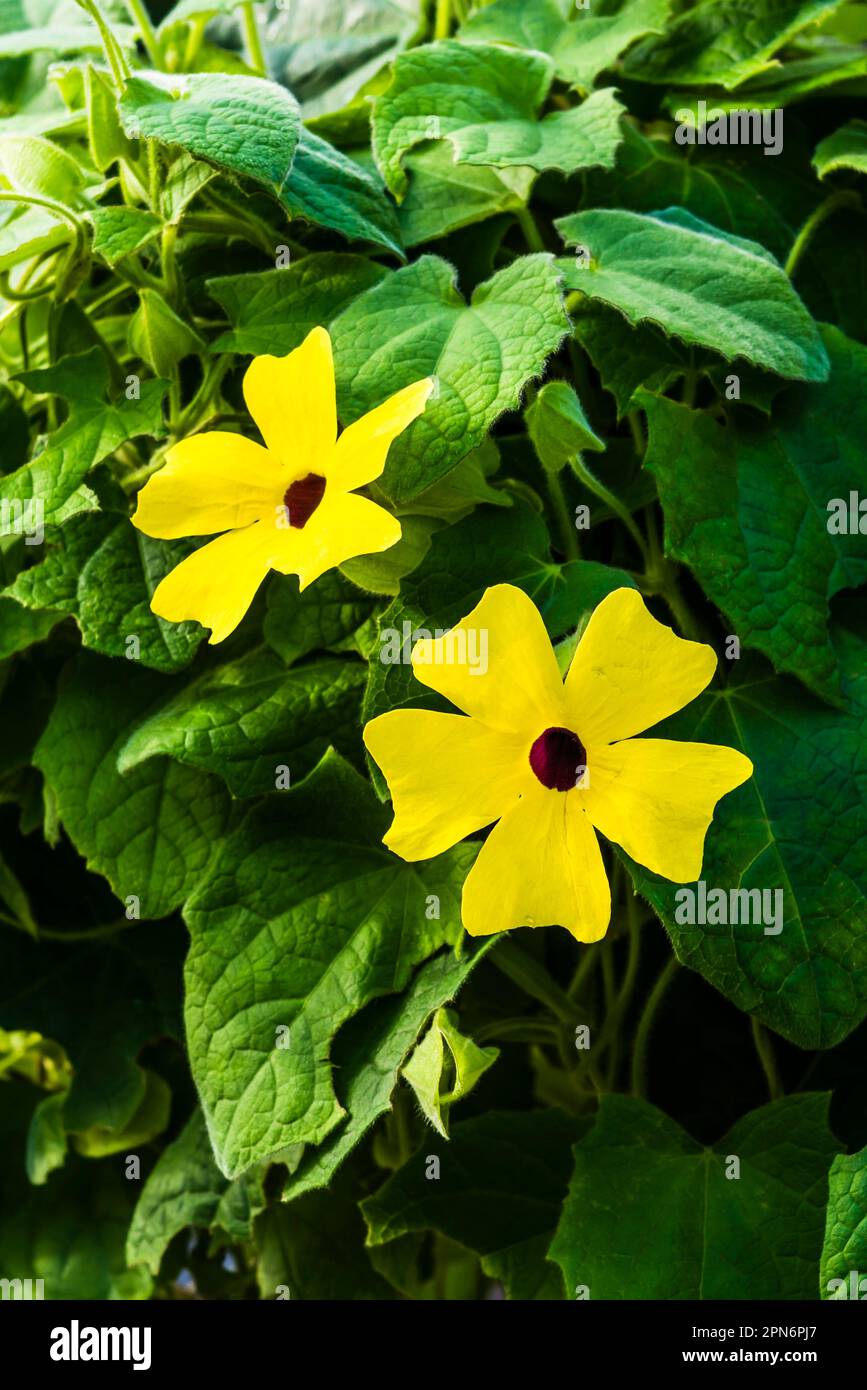 Thunbergia alata in the Rainforest Biome of the Eden Project, St Austell, Cornwall, UK Stock Photo