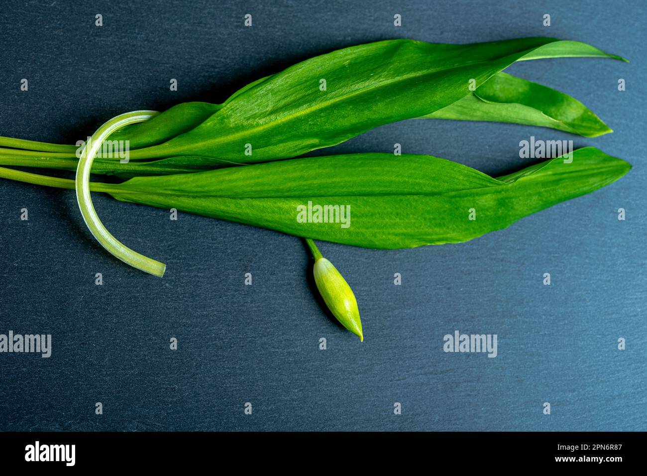 Wild garlic. Flower buds of wild garlic and leaf on a black board Stock