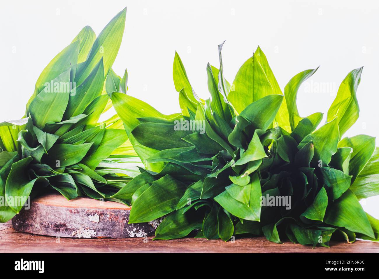 Wild garlic. Leaf bunches of wild garlic. Stock Photo