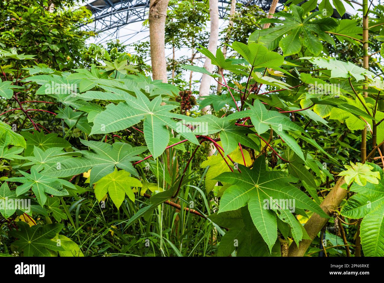 Ricinus communis in the Rainforest Biome of the Eden Project, St Austell, Cornwall, UK Stock Photo