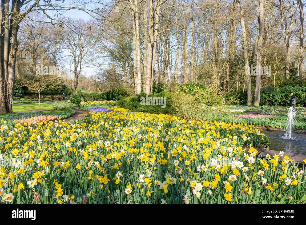 Field of daffodils, Keukenhof Gardens, Lisse, South Holland (Zuid