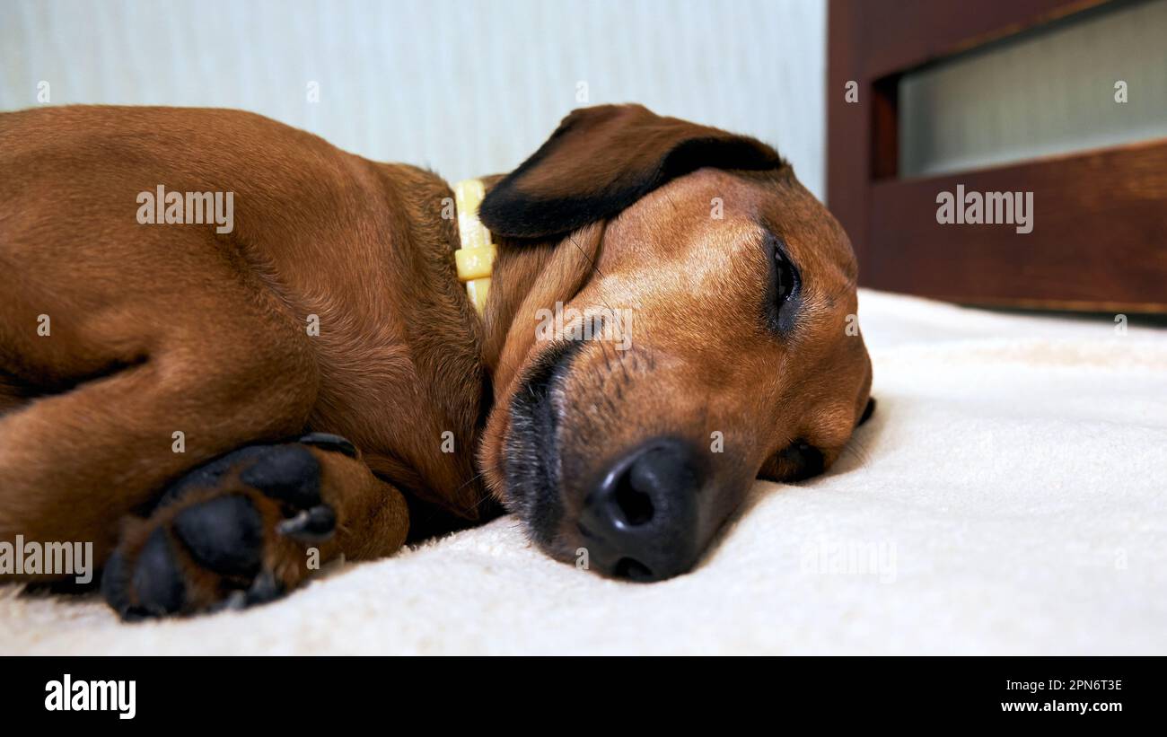 Sleeping dachshund muzzle close up Stock Photo