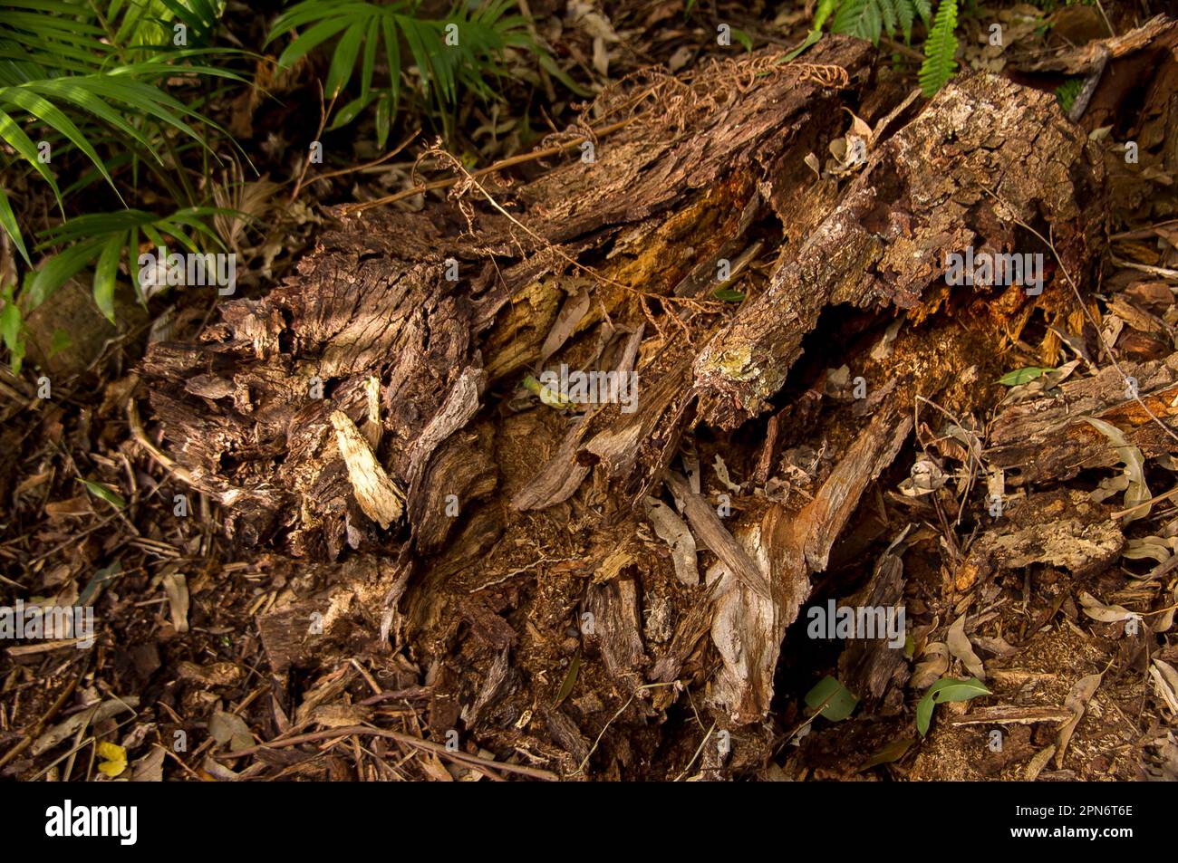 Organic debris on forest floor in Australian lowland subtropical rainforest in Queensland. Bark, leaves, rotting wood, form thick ground covering. Stock Photo