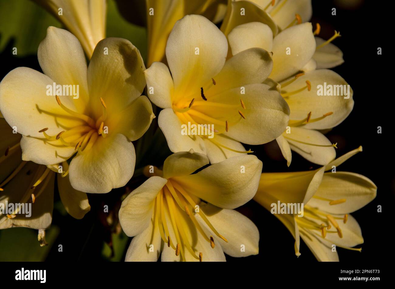 Cluster of pale yellow flowers of popular shade plant, clivia miniata, in an Australian garden in Queensland in spring. Originated in South Africa. Stock Photo