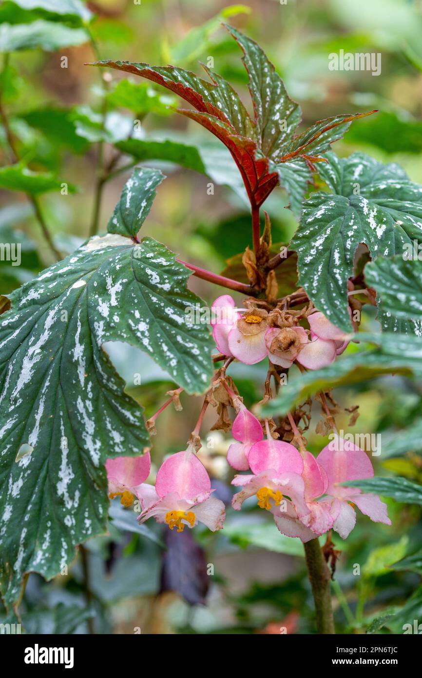 begonia plant with pink flowers flowering in April in a heated greenhouse in Fife. Stock Photo