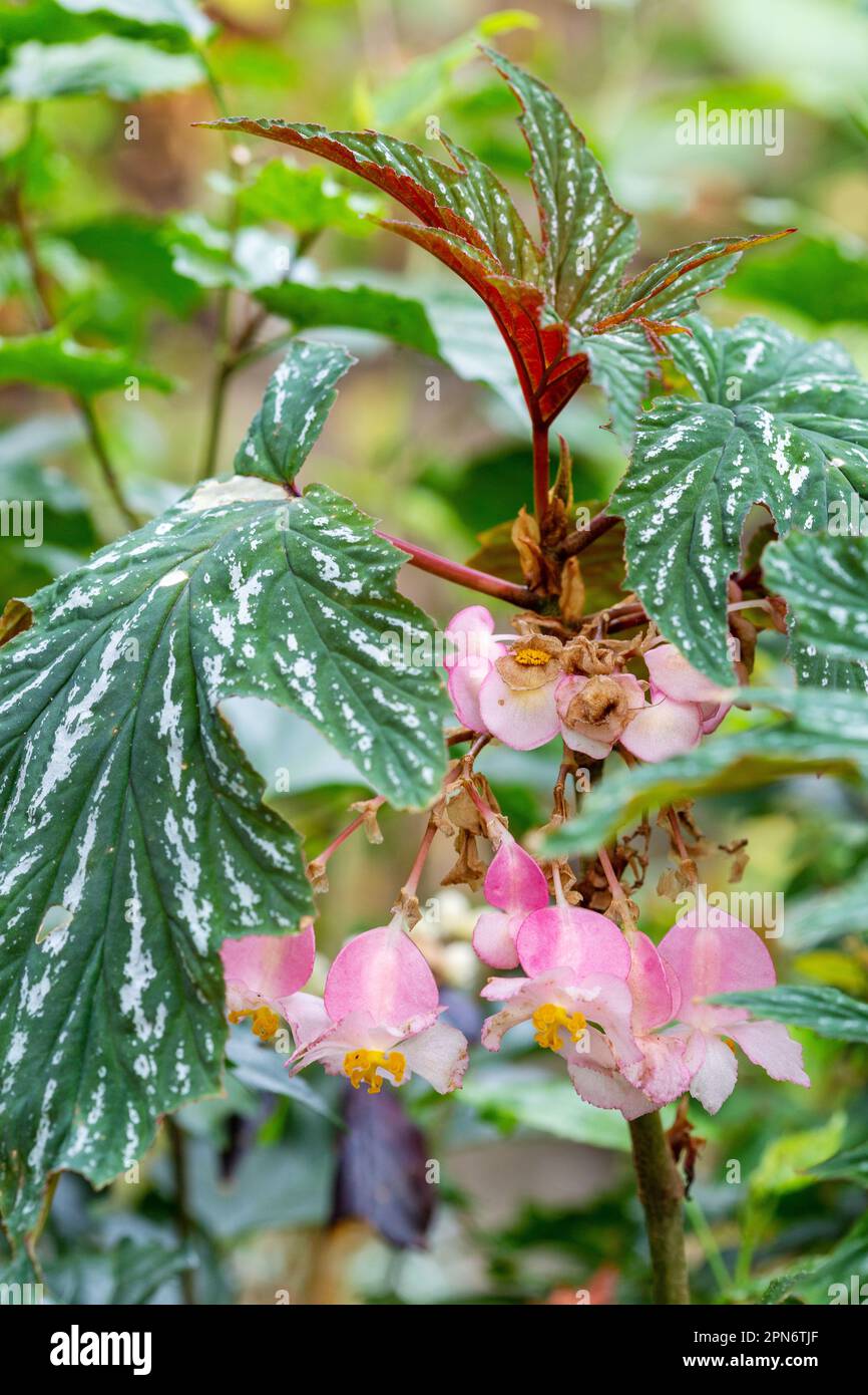 begonia plant with pink flowers flowering in April in a heated greenhouse in Fife. Stock Photo
