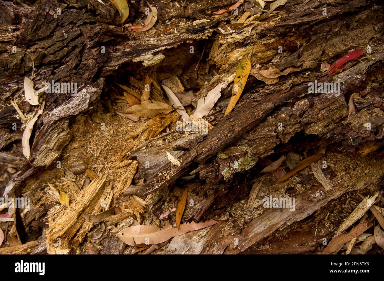 Organic debris on forest floor in Australian lowland subtropical rainforest in Queensland. Bark, leaves, rotting wood, form thick ground covering. Stock Photo