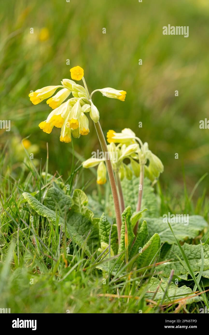 Primula veris, the cowslip, common cowslip, or cowslip primrose, is a herbaceous perennial flowering plant in the primrose family Primulaceae Stock Photo