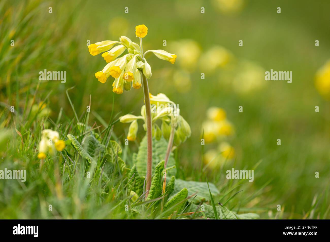 Primula veris, the cowslip, common cowslip, or cowslip primrose, is a herbaceous perennial flowering plant in the primrose family Primulaceae Stock Photo