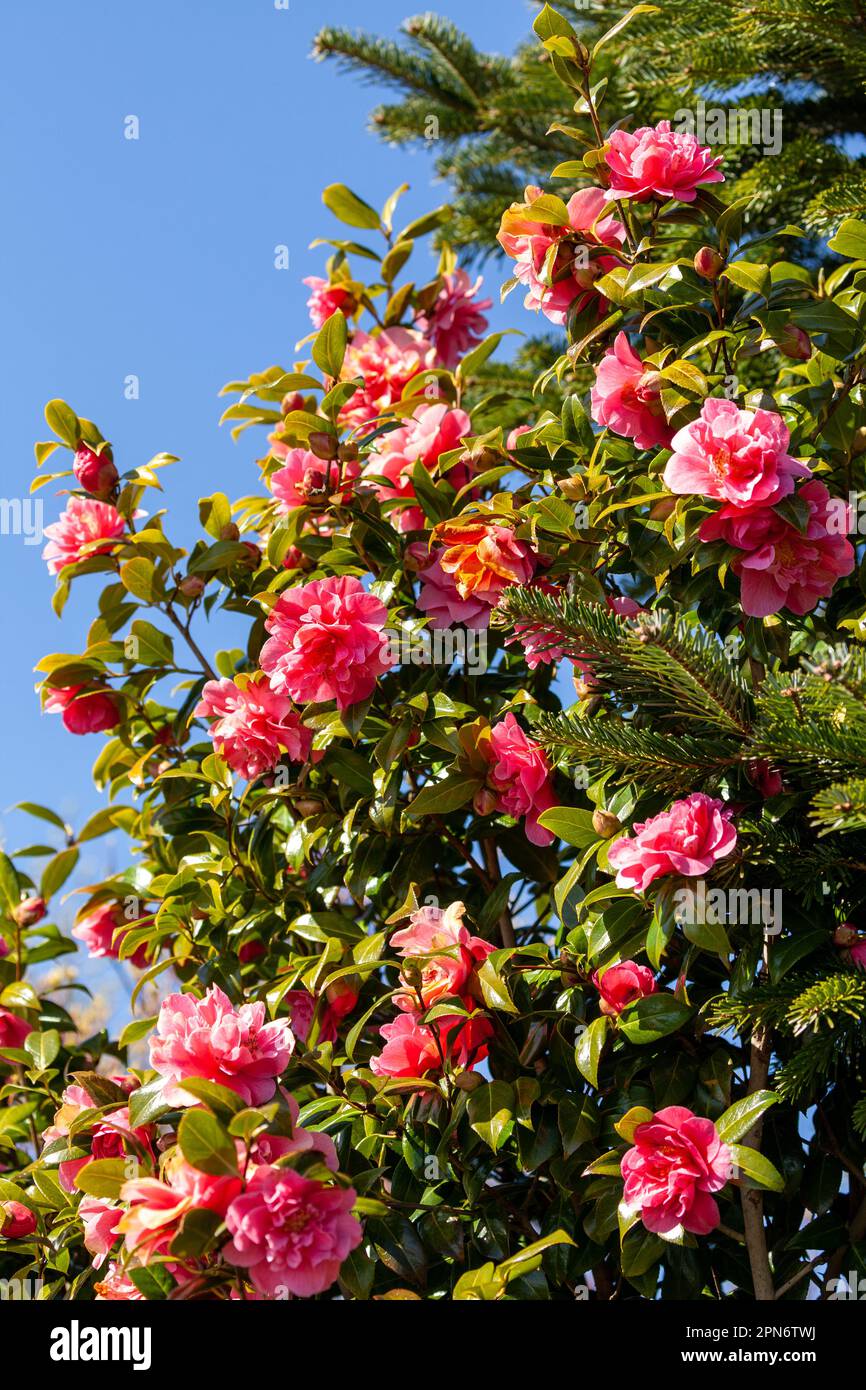 Camellia japonica, known as common camellia, or Japanese camellia, is a species of Camellia Stock Photo