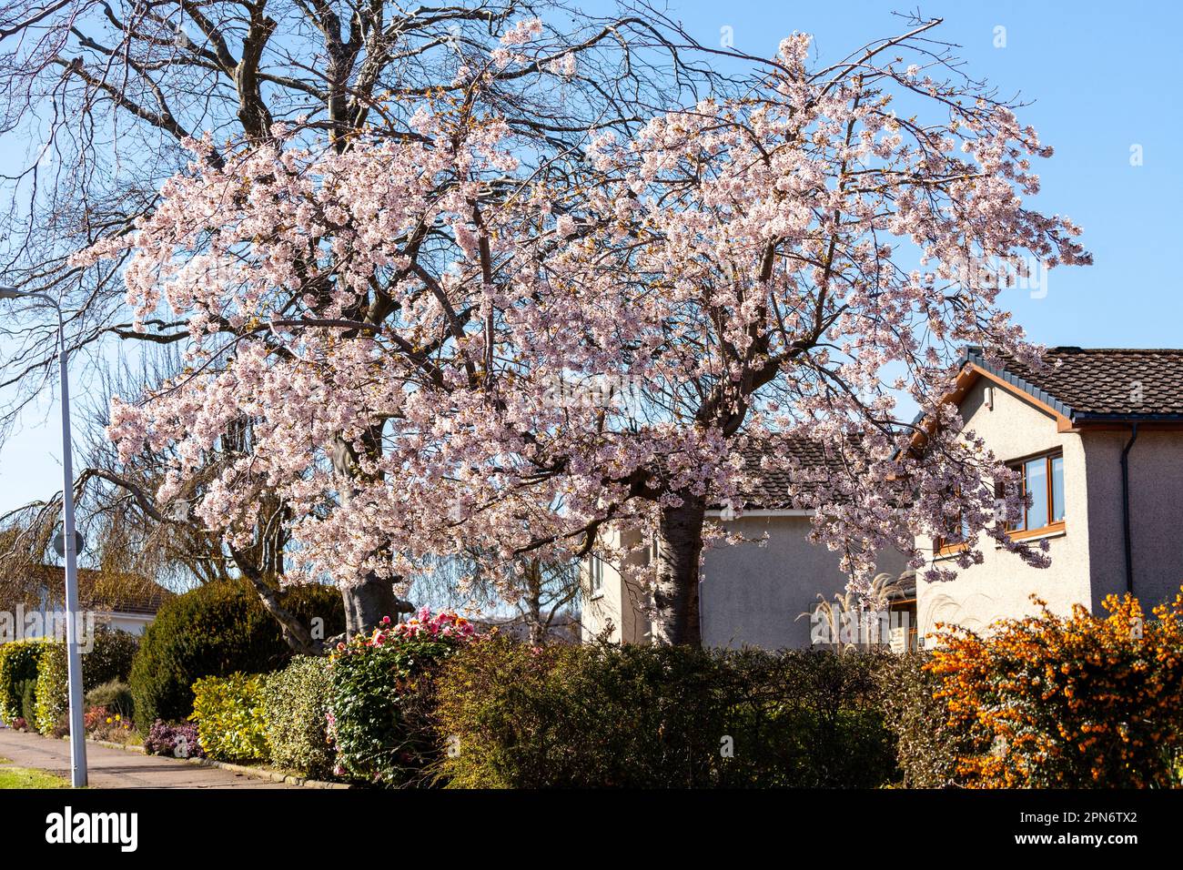A beautiful cherry tree in a front garden in Fife Stock Photo