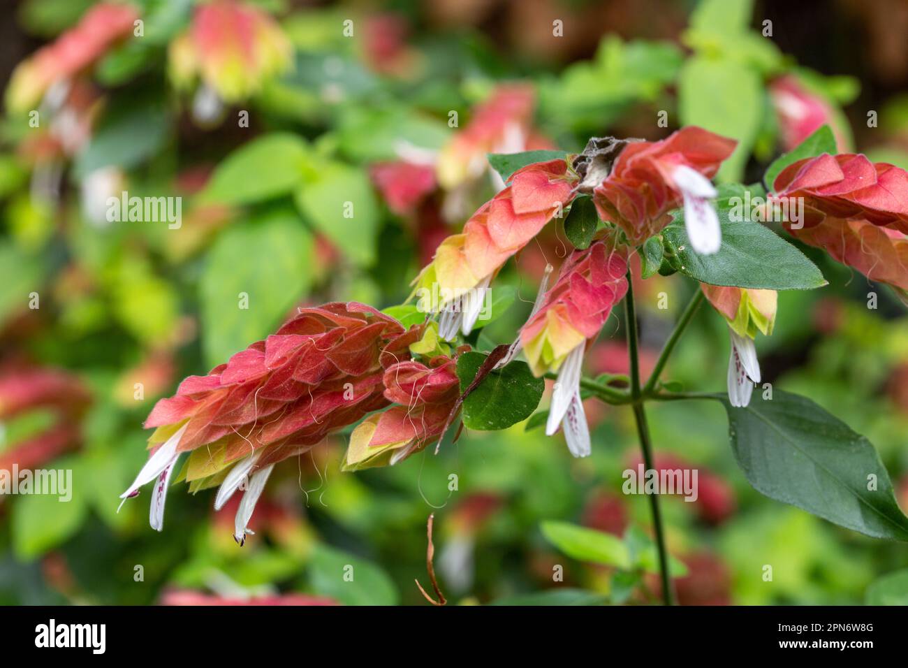 Justicia brandegeeana, also known as shrimp plant, is a tropical evergreen shrub with red to pink bracts and white flowers that resemble shrimps Stock Photo