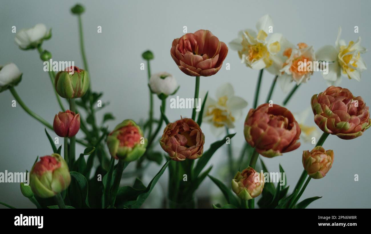 Assortment of tulips, daffodils and ranunculus against blank wall Stock ...