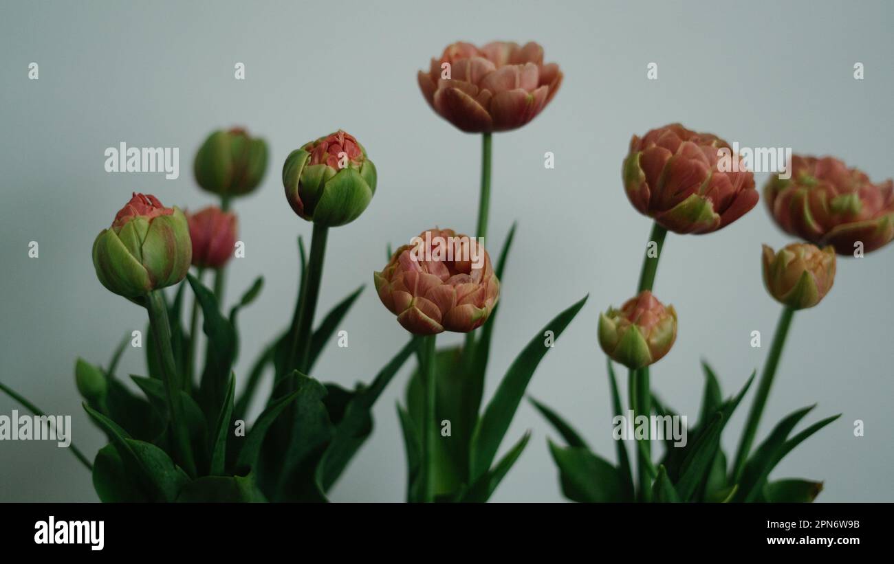 Tulip bunch against a white background Stock Photo