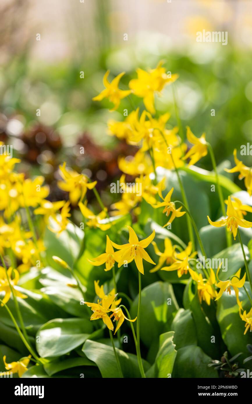 Erythronium Pagoda, dog's tooth violet of the lily family, Fife, Scotland. Stock Photo