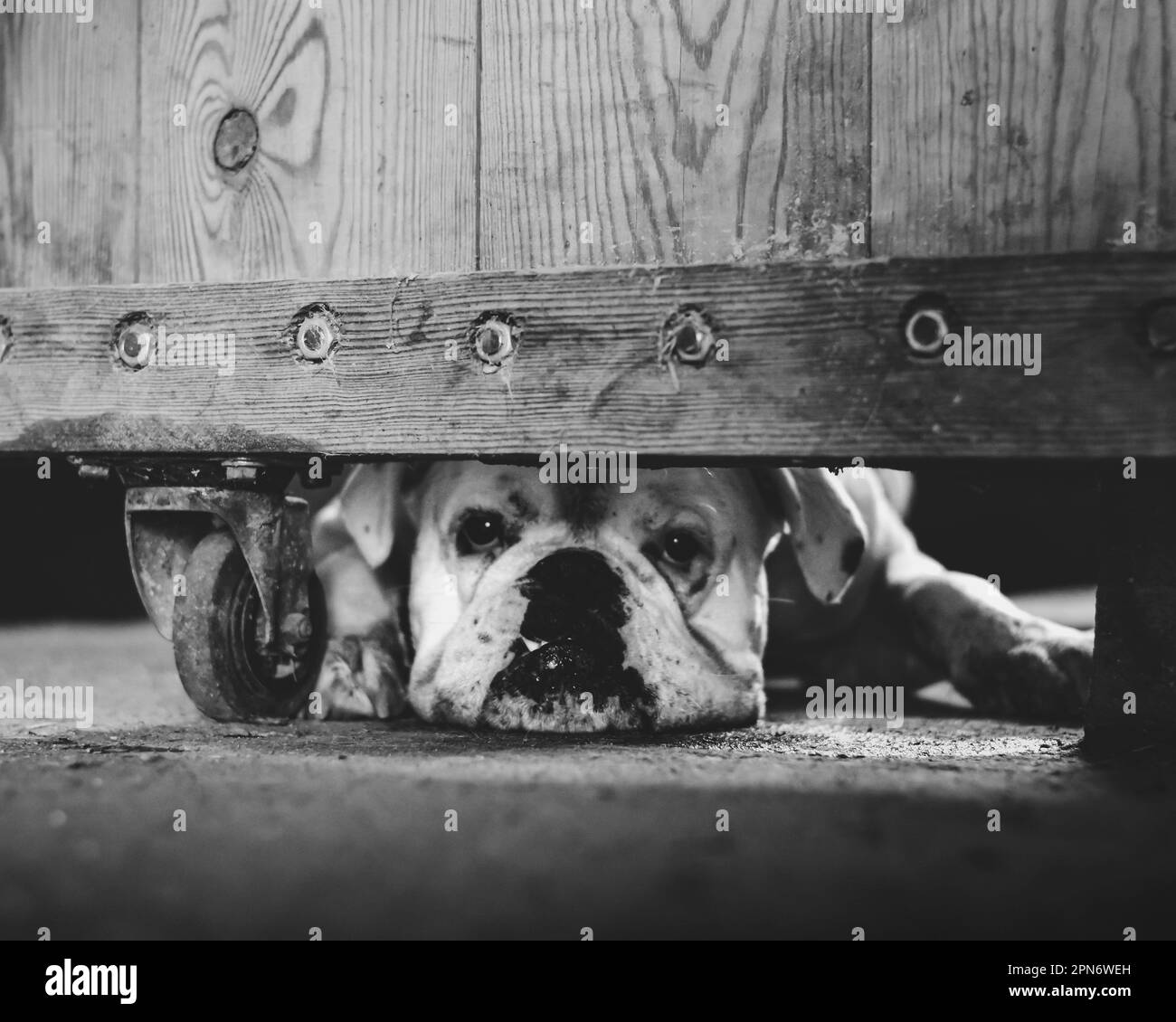 white boxer dog peeking under a door Stock Photo