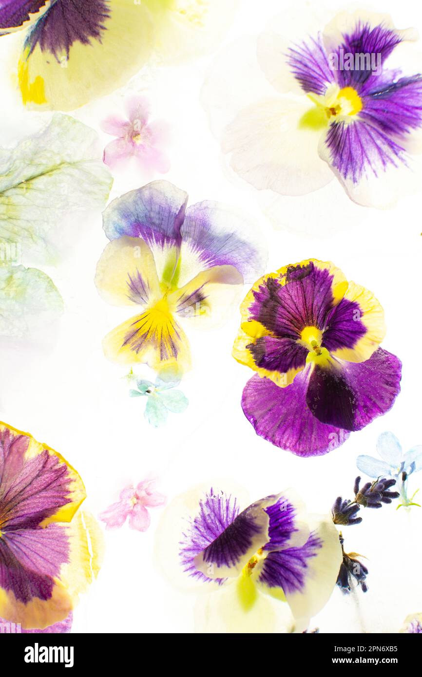 Summer background of frozen flowers in ice, colorful pansies and geraniums, lavender and Verbena Stock Photo
