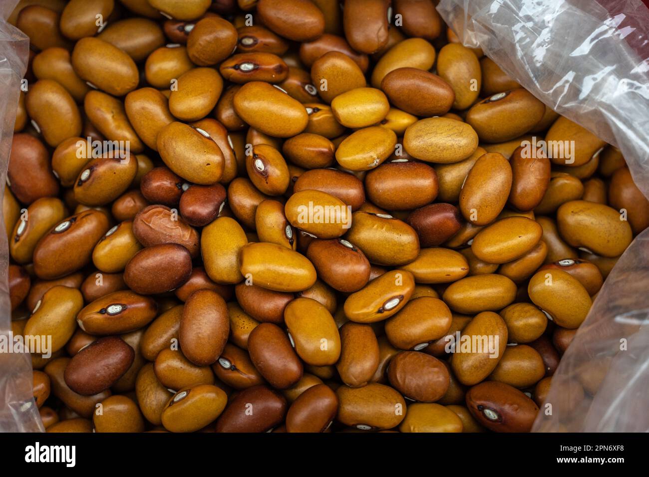 Tobacco Bean Seeds (Phaseolus vulgaris). The name comes from the beautiful bright brown color reminiscent of fermented tobacco. Abruzzo, Italy, Europe Stock Photo