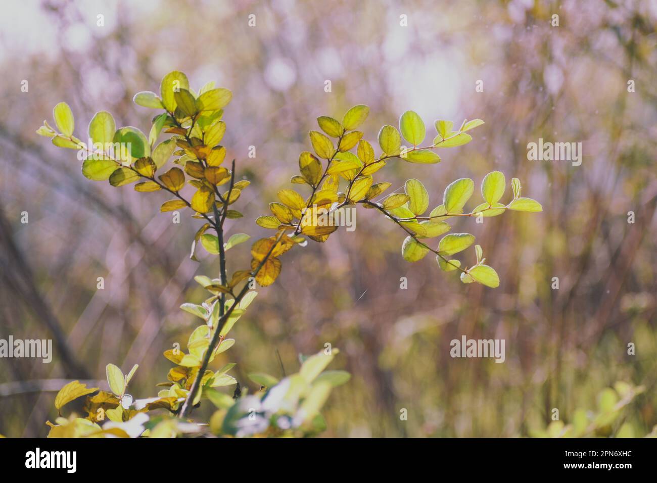 Topa kul tree hires stock photography and images Alamy