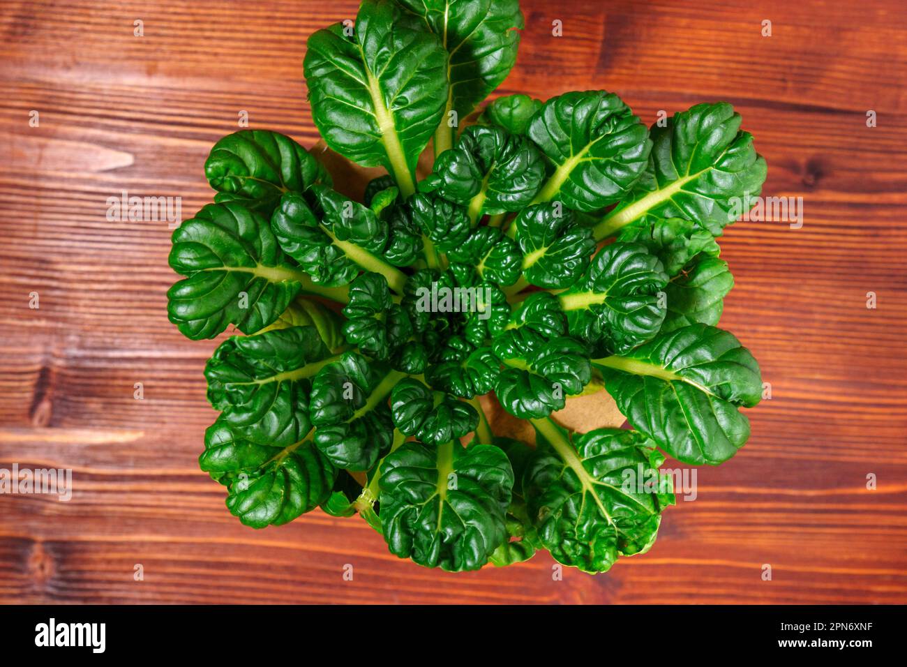 Tatsoi is an Asian variety of Brassica rapa grown for vegetables. Brassica rapa subsp. narinosa. Stock Photo