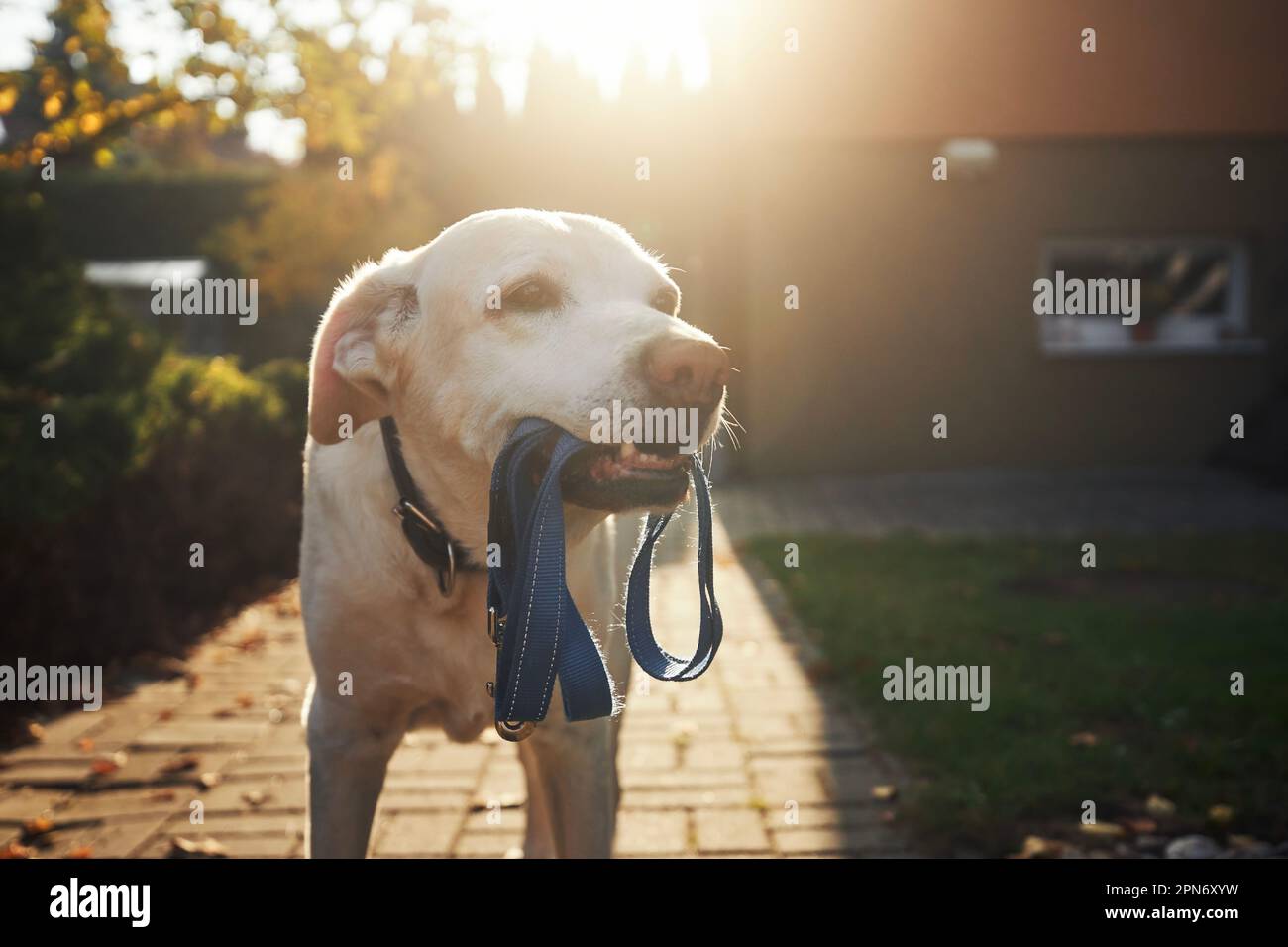 Cute dog waiting for walk in morning light. Old labrador retriever