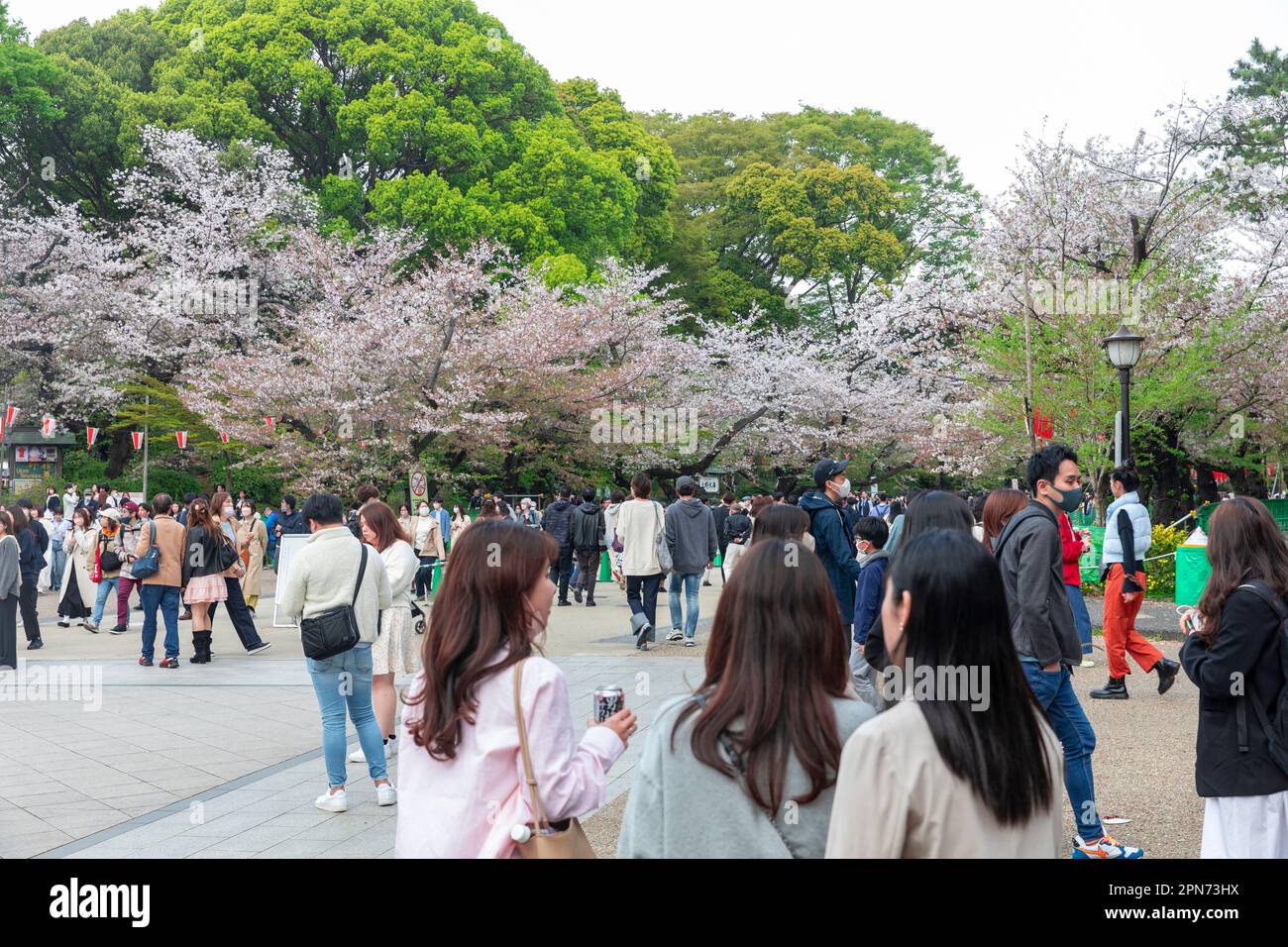 April 2023 Ueno Park Tokyo, people walking through Ueno Park to hanami ...