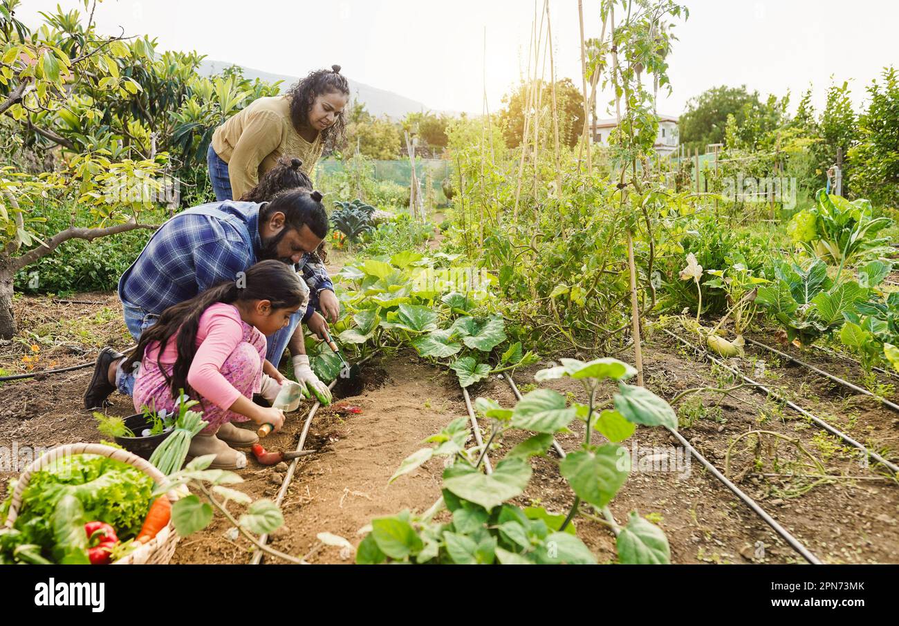 Indian family picking up organic vegetables from house garden outdoor ...