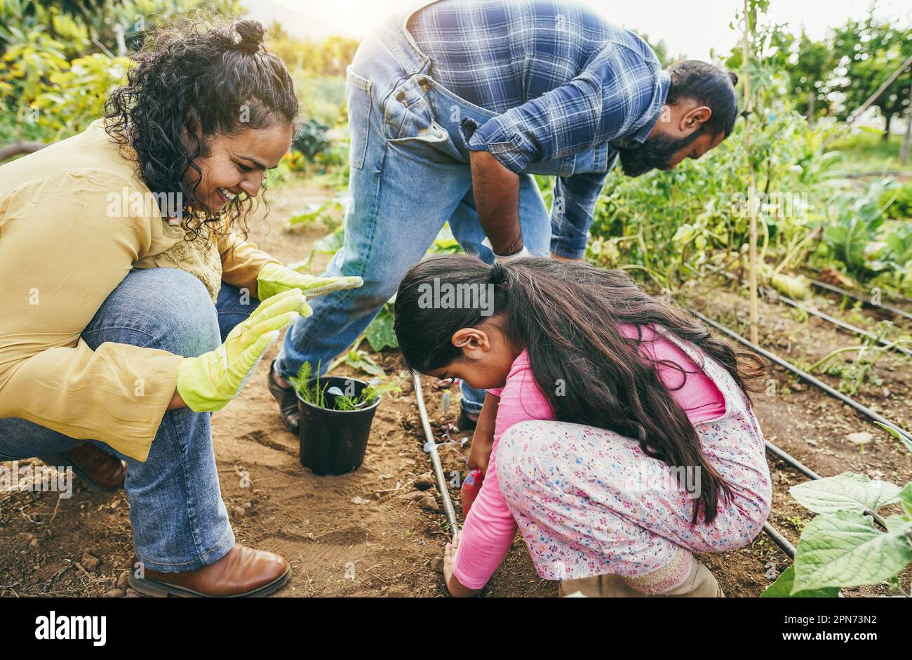 Indian family picking up organic vegetables from house garden outdoor ...