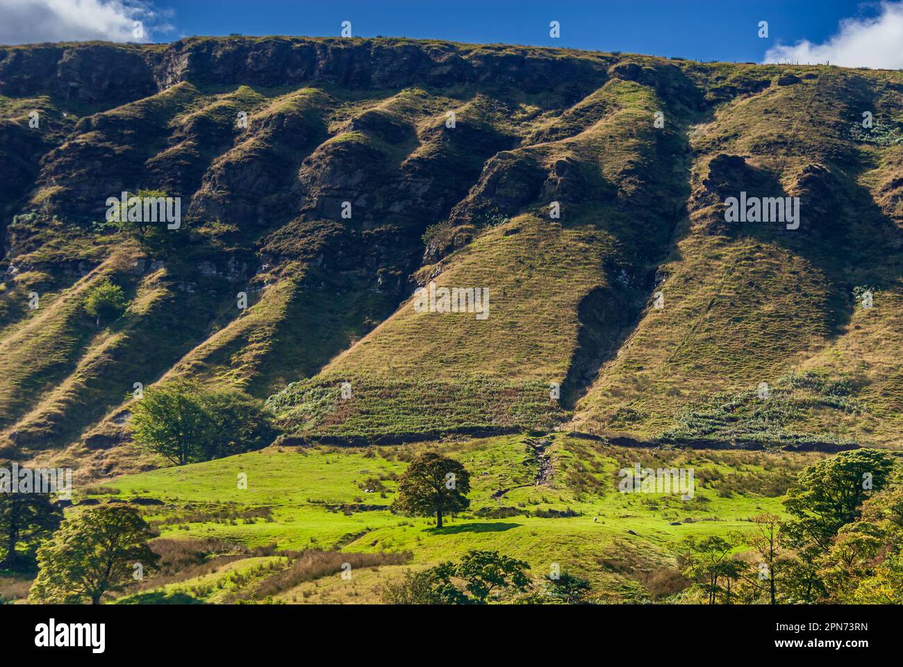 Lone sycamore tree on a stange raggy hillside Heald Moor at Copy Pit near Todmorden in the Pennines. Stock Photo