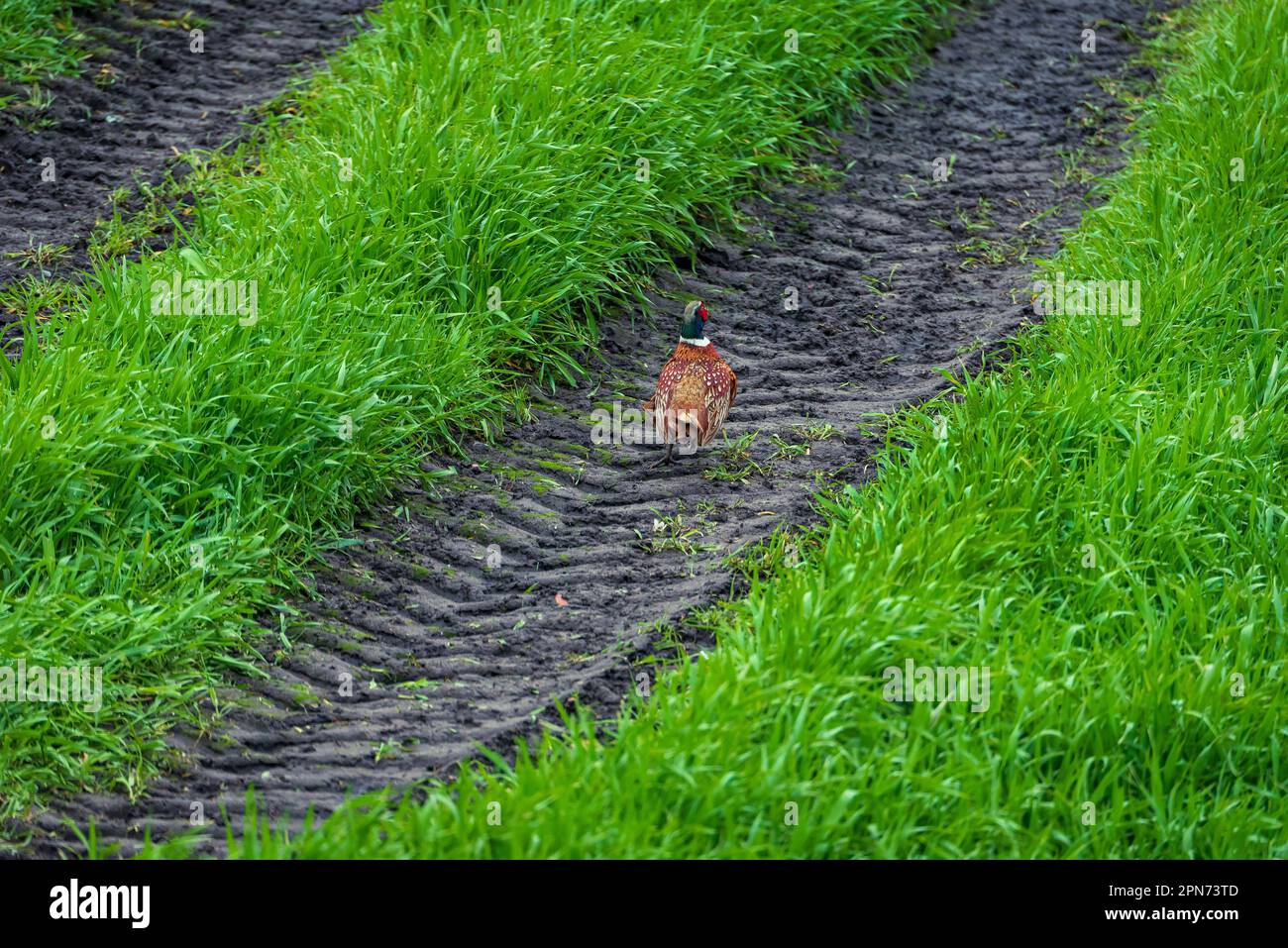 Cock pheasant in a field walking along tractor tracks beteen whea tcrop. Stock Photo