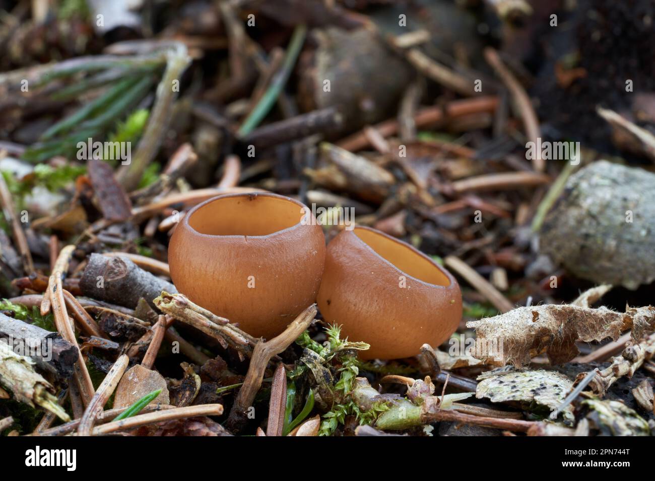 Inedible mushroom Dumontinia tuberosa in the needles. Known as Anemone Cup. Small brown wild mushrooms in the spruce forest. Stock Photo