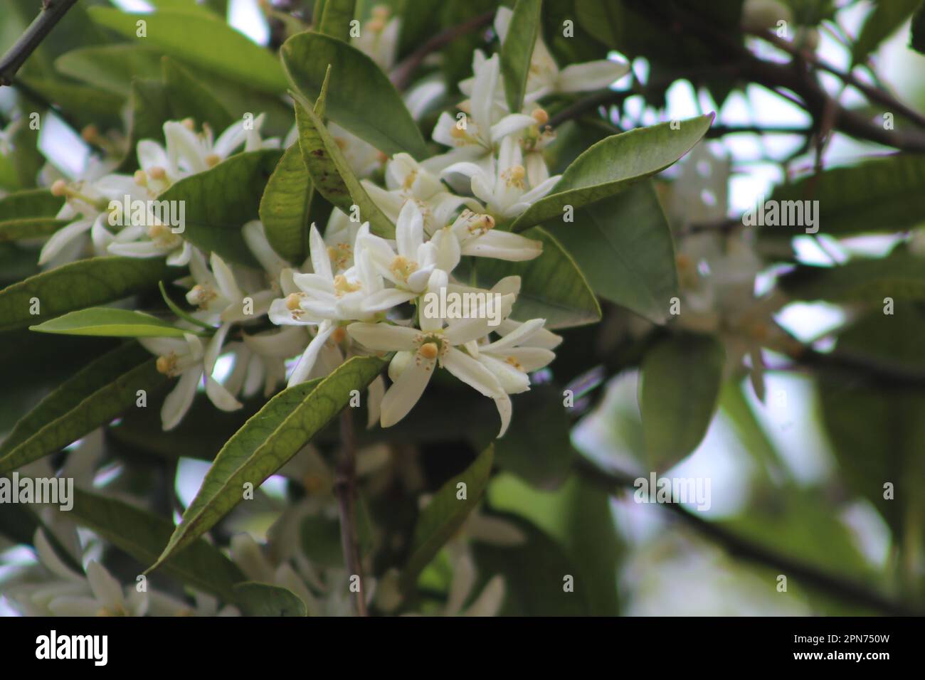 Blossom orange tree in orchard close up. Selective focus on white flower. Summer or spring time concept idea. Stock Photo