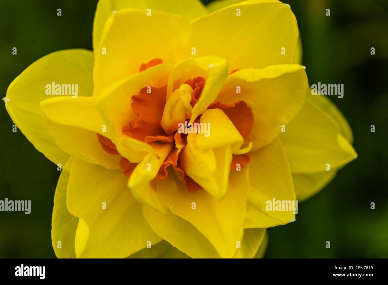 Narcissus Jack the Lad or Daffodil, growing in a Devon private garden. Stock Photo