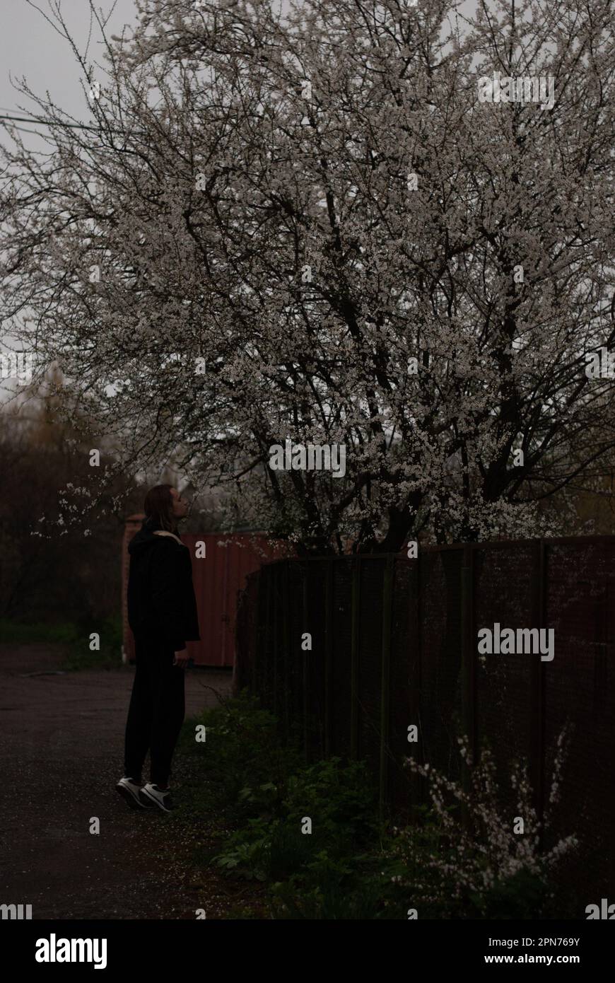 View on man near cherry tree with white blossom Stock Photo - Alamy