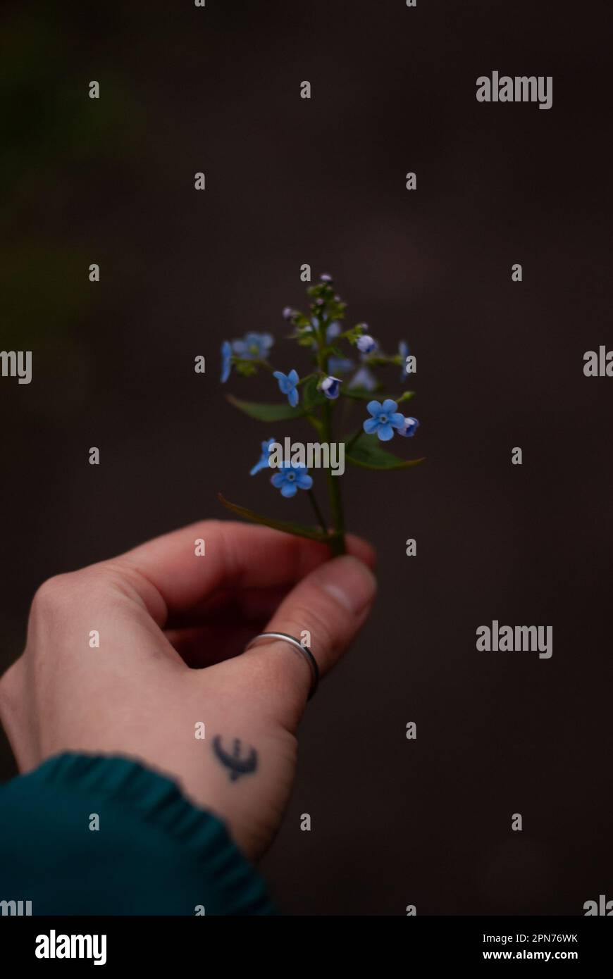 View of blue flowers in a hand of a girl in the garden Stock Photo - Alamy