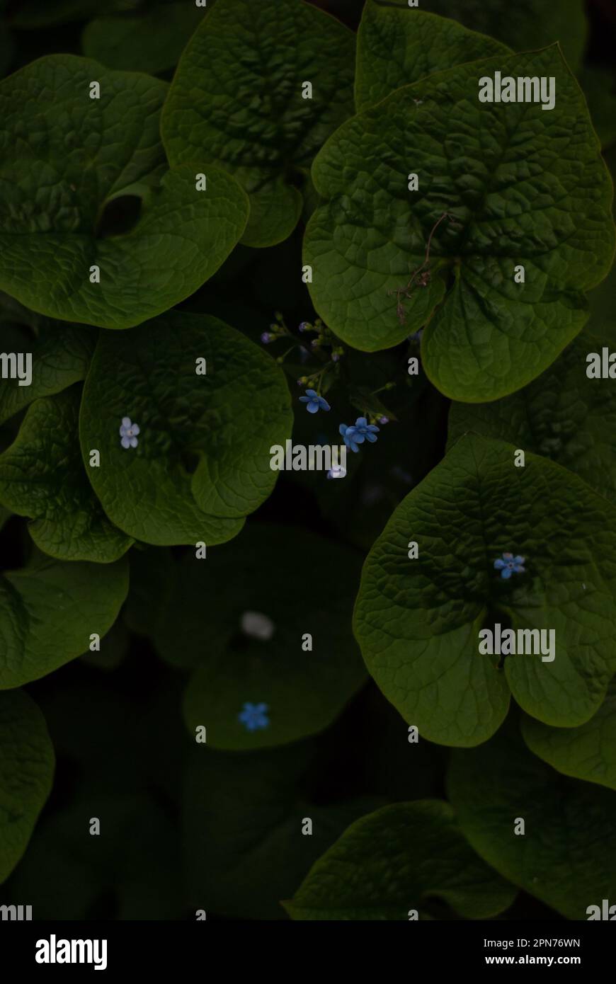 Close up of blue flowers hi-res stock photography and images - Alamy