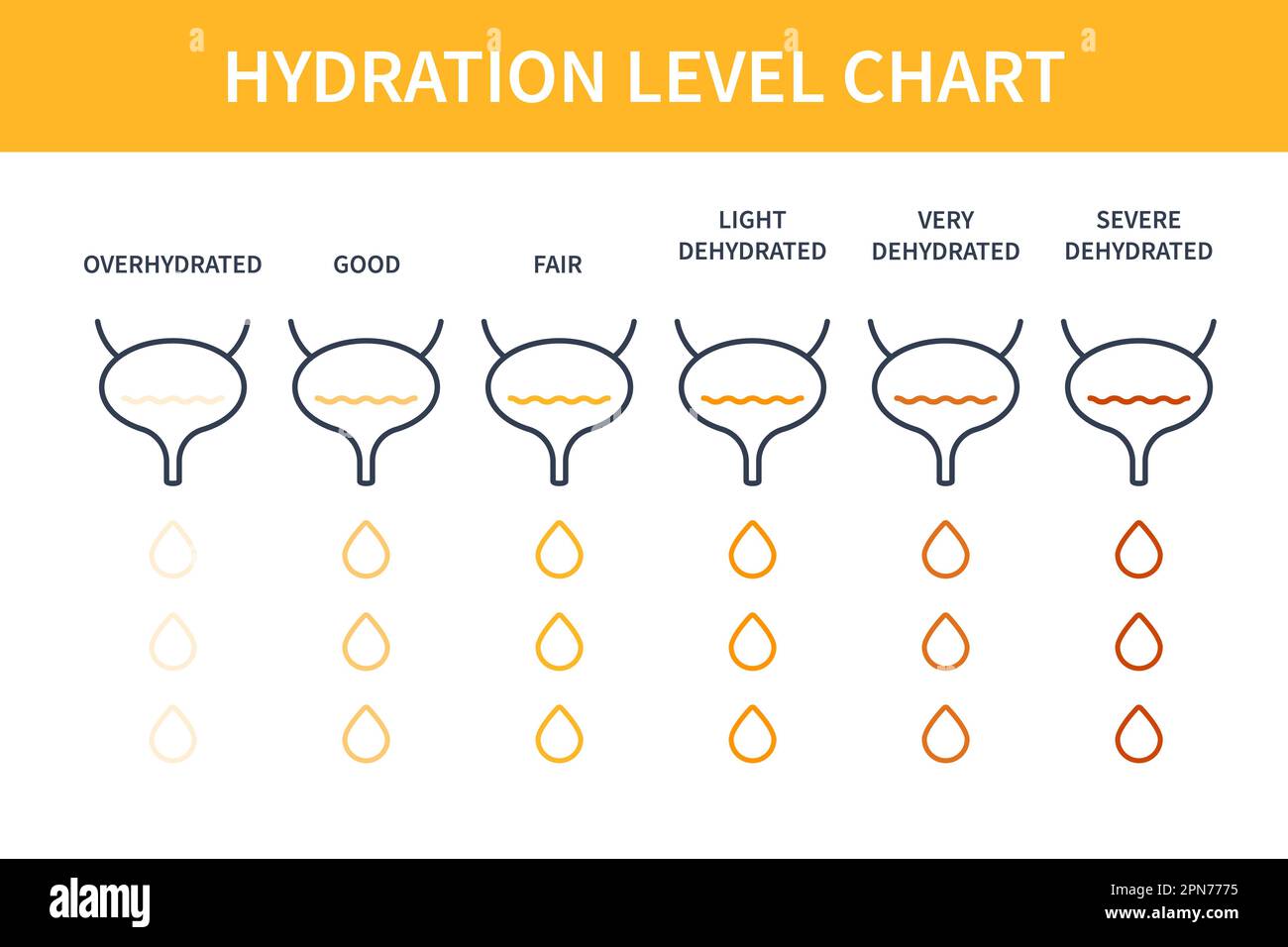 Urine color hydration chart illustration of bladders Stock Vector Image & Art Alamy
