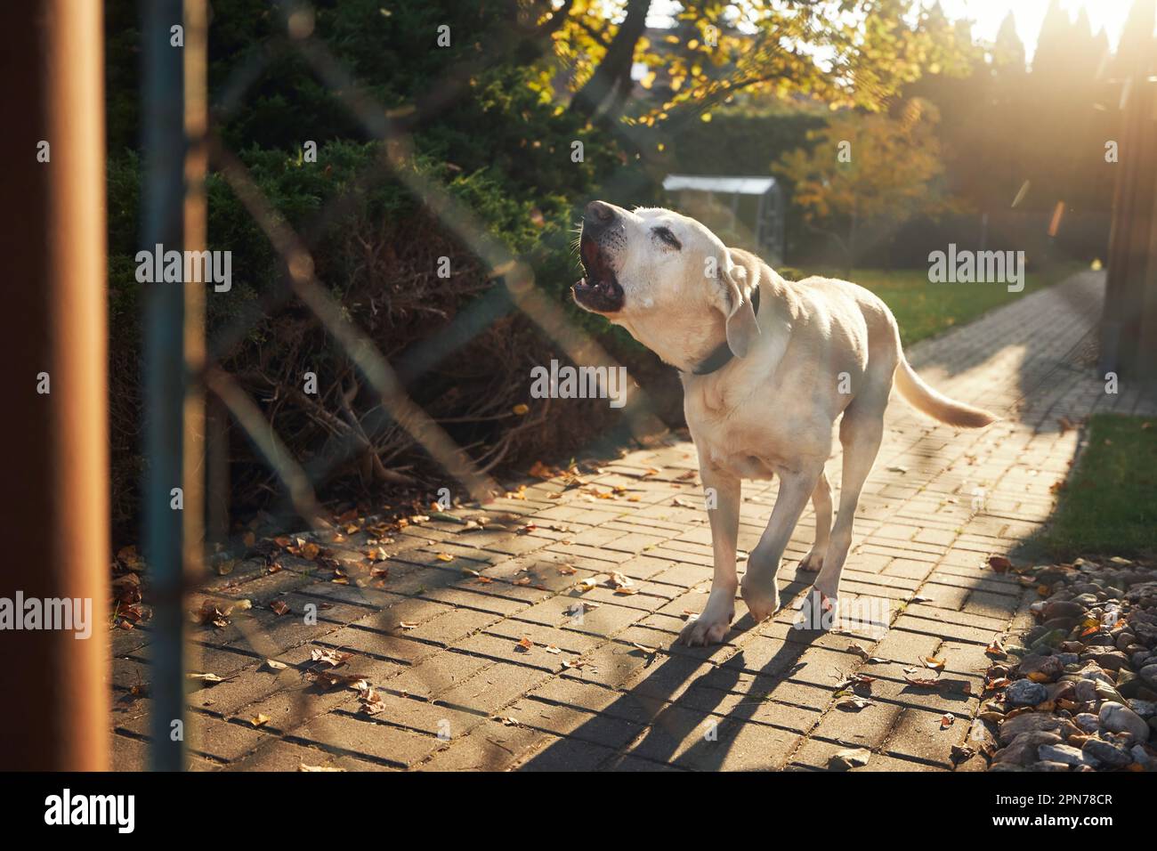 Barking dog behind fence. Noisy labrador retriever guarding house. Stock Photo